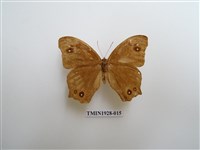 藏品(暮眼蝶)的圖片